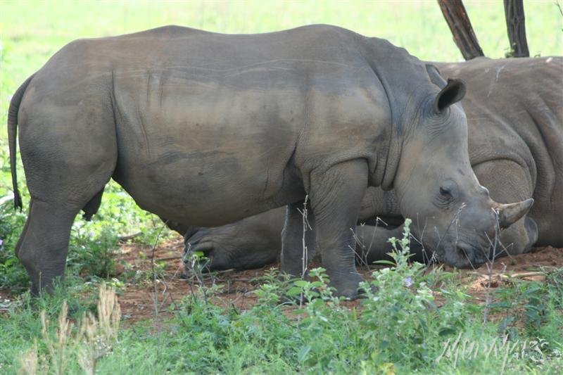 Mud Maps Africa Entabeni 8521